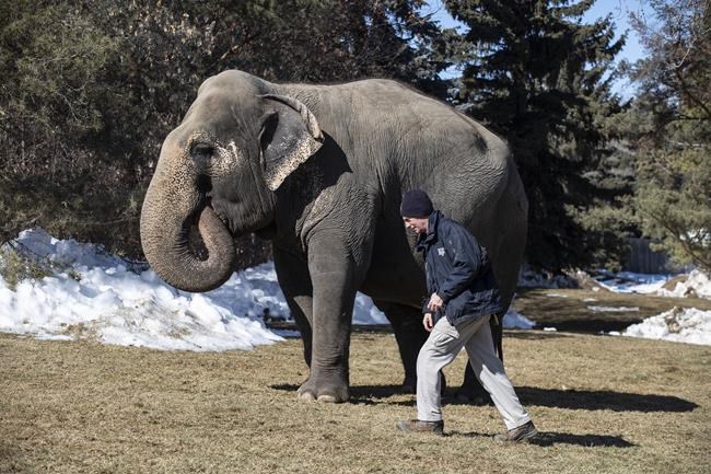 Edmonton zoo says Lucy the elephant too sick to be moved to sanctuary | iNFOnews.ca
