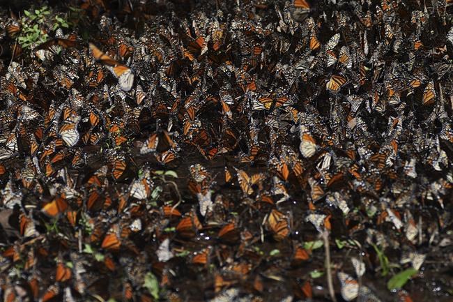 Number of monarch butterflies wintering in Mexico drops 22% | iNFOnews.ca