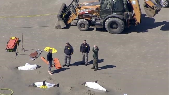 Officials: 8 dolphins dead after stranding in New Jersey | iNFOnews.ca Officials: 8 dolphins dead after stranding in New Jersey | iNFOnews.ca