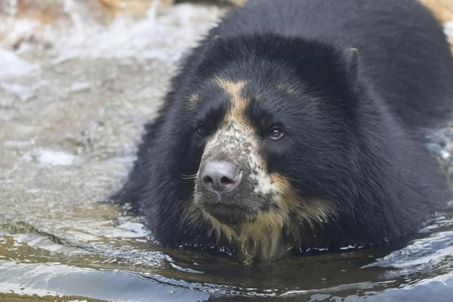 Escape-artist Missouri bear heads to Texas zoo with moat | iNFOnews.ca