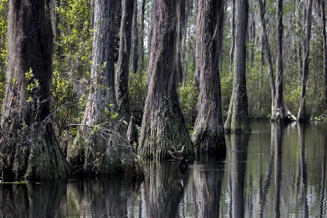 Scientists say mine plan claiming no swamp harm has errors | iNFOnews.ca
