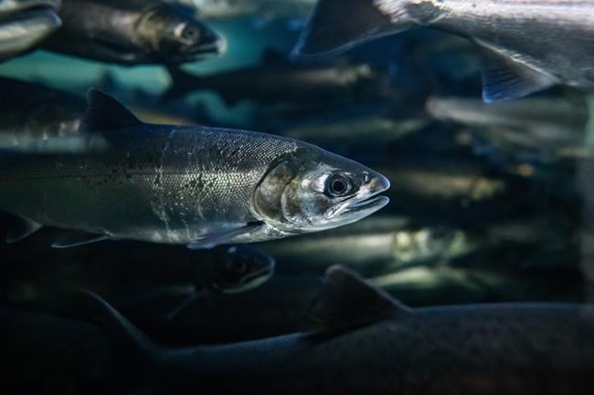 Changing salmon hatchery release practices can improve survival rates: B.C. study | iNFOnews.ca