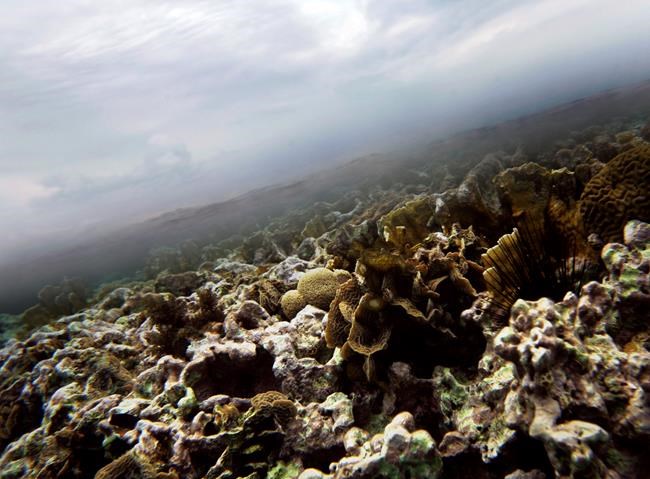 US lawsuit seeks to protect habitat of endangered corals | iNFOnews.ca US lawsuit seeks to protect habitat of endangered corals | iNFOnews.ca