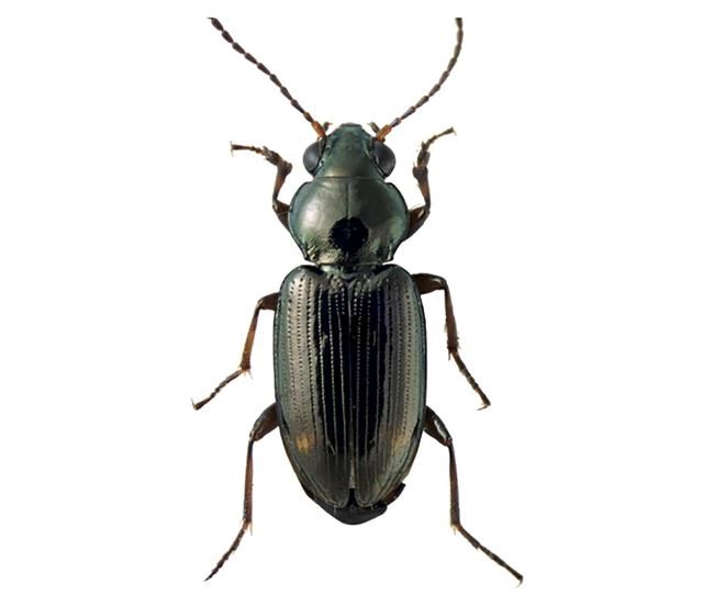 Rare beetle species named after ex-California governor Brown | iNFOnews.ca