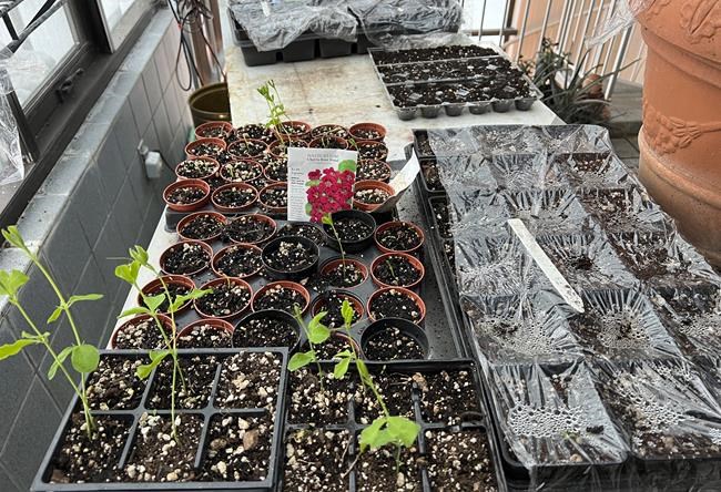 Planting a garden from seed is easy and can start now | iNFOnews.ca Planting a garden from seed is easy and can start now | iNFOnews.ca