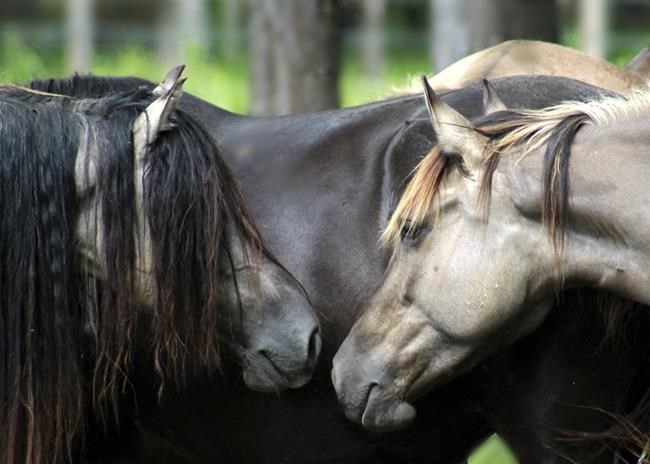 Horses came to American West by early 1600s, study finds | iNFOnews.ca Horses came to American West by early 1600s, study finds | iNFOnews.ca