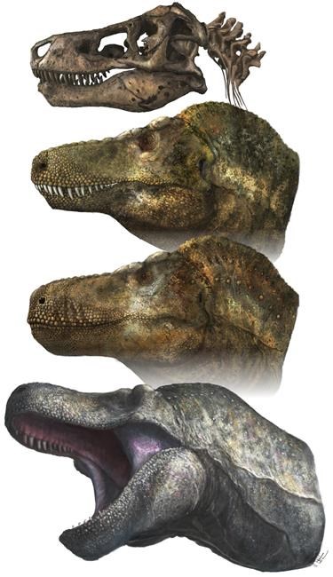 Has T. rex lost its bite? Menacing snarl may be wrong | iNFOnews.ca