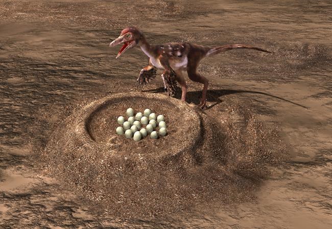 Dinosaur species laid eggs like reptiles, brooded like birds, new study finds | iNFOnews.ca