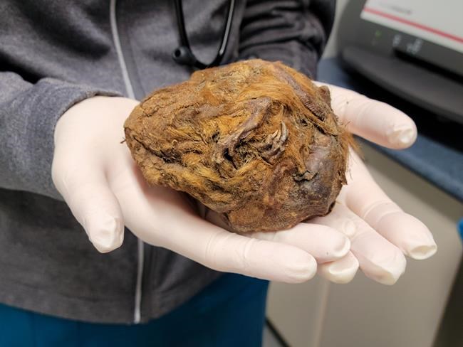 'Amazing story of survival': 30,000-year-old mummified ground squirrel found in Yukon | iNFOnews.ca 'Amazing story of survival': 30,000-year-old mummified ground squirrel found in Yukon | iNFOnews.ca