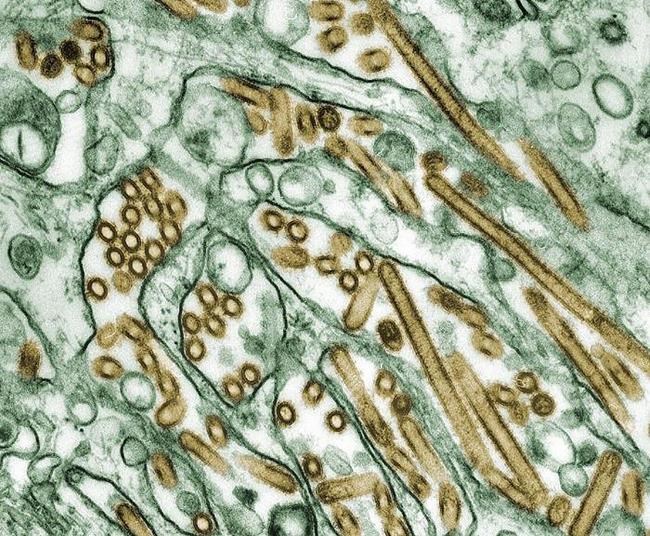 Pet dog infected with avian flu but risk to public is low, federal government says | iNFOnews.ca Pet dog infected with avian flu but risk to public is low, federal government says | iNFOnews.ca
