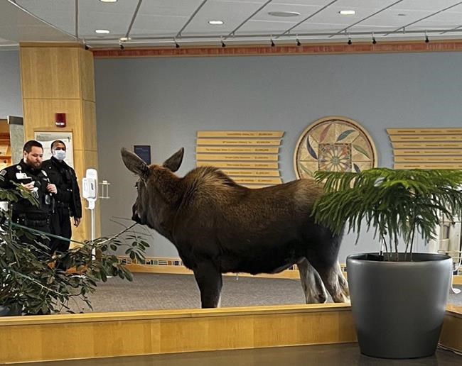Moose feasts on lobby plants in Alaska hospital building | iNFOnews.ca