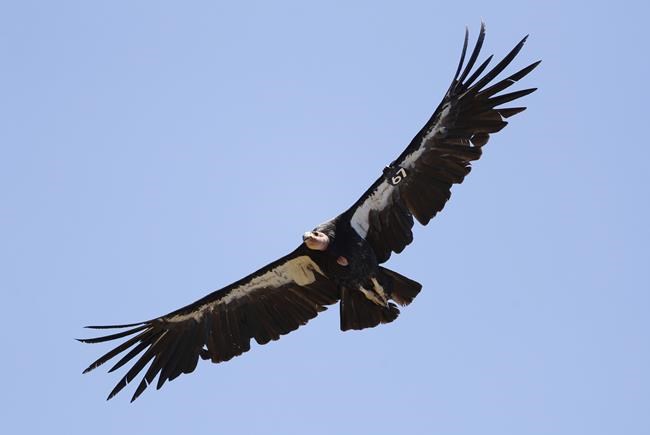 Avian flu kills 3 California condors in northern Arizona | iNFOnews.ca
