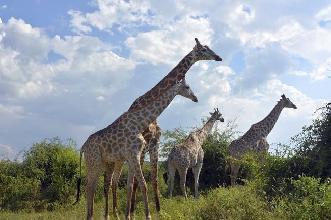 In Africa's Okavango, oil drilling disrupts locals, nature | iNFOnews.ca