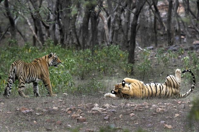 As tiger count grows, India's Indigenous demand land rights | iNFOnews.ca As tiger count grows, India's Indigenous demand land rights | iNFOnews.ca