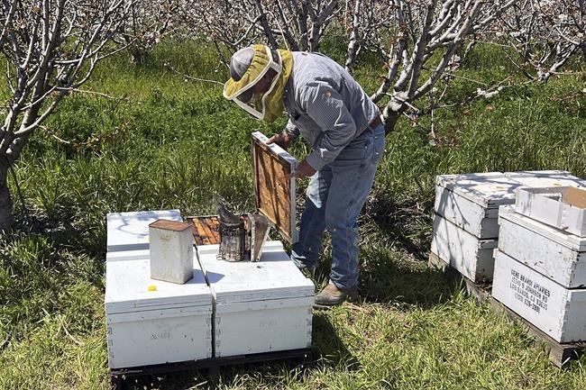 California storms hit beekeepers, but honey outlook's sweet | iNFOnews.ca California storms hit beekeepers, but honey outlook's sweet | iNFOnews.ca