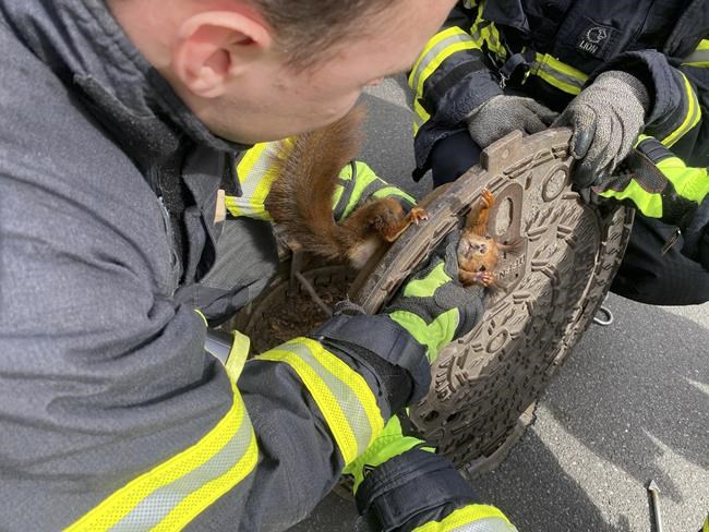 Germany: 'Uncooperative' squirrel freed from manhole cover | iNFOnews.ca