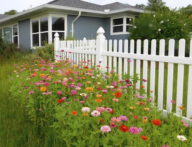When planting a meadow, heed conditions in your garden, yard | iNFOnews.ca