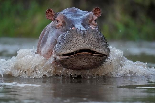 An Escobar hippo killed in highway collision in Colombia | iNFOnews.ca