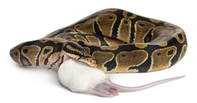 1 person dead in series of salmonella illnesses linked to snakes, rodents | iNFOnews.ca 1 person dead in series of salmonella illnesses linked to snakes, rodents | iNFOnews.ca