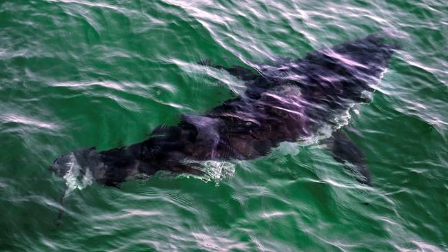 Proposed shark tourism project has to walk fine line to balance benefits and safety | iNFOnews.ca Proposed shark tourism project has to walk fine line to balance benefits and safety | iNFOnews.ca