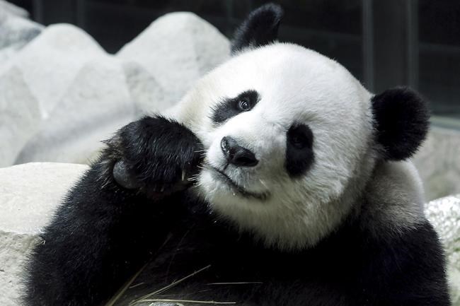 Chinese panda on long-term loan to Thailand dies suddenly | iNFOnews.ca CP1173488013