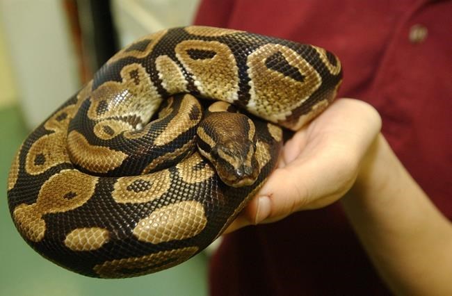 Edmonton zoo employee 'doing well' following Burmese python bite | iNFOnews.ca Edmonton zoo employee 'doing well' following Burmese python bite | iNFOnews.ca