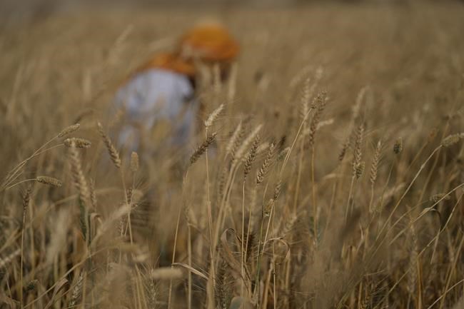 India's heat is underestimated, harming progress, study says | iNFOnews.ca India's heat is underestimated, harming progress, study says | iNFOnews.ca