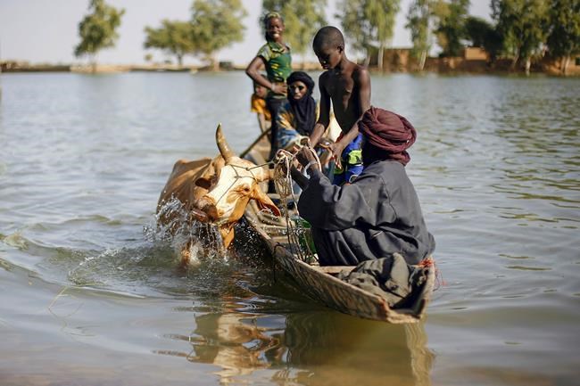 Cattle raiding by jihadis soars in Mali, fuels conflict | iNFOnews.ca