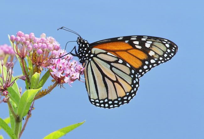 Book invites kids to turn native gardens into national park | iNFOnews.ca Book invites kids to turn native gardens into national park | iNFOnews.ca