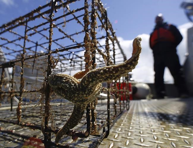 New federal program targets abandoned crab, lobster traps | iNFOnews.ca