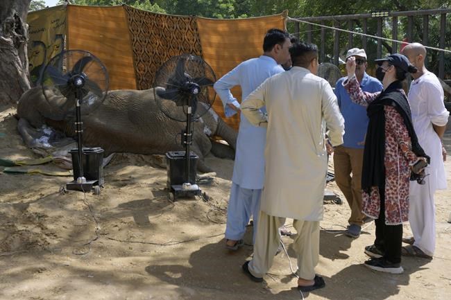 Elephant dies at Pakistani zoo days after procedure | iNFOnews.ca Elephant dies at Pakistani zoo days after procedure | iNFOnews.ca