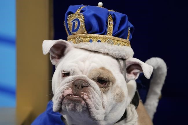 Patch crowned 'beautiful bulldog' at Drake University event | iNFOnews.ca Patch crowned 'beautiful bulldog' at Drake University event | iNFOnews.ca