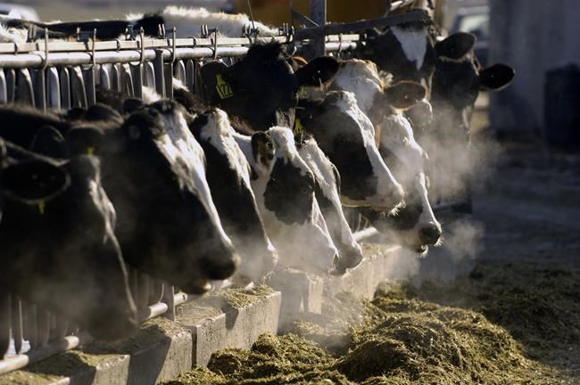 FACT FOCUS: COVID vaccines are not in the food supply | iNFOnews.ca