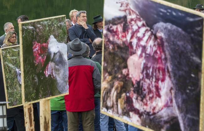 Bavaria to make it easier to shoot wolves in Alpine region | iNFOnews.ca Bavaria to make it easier to shoot wolves in Alpine region | iNFOnews.ca