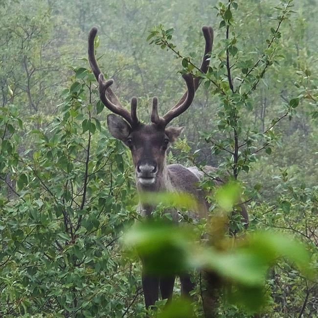Threatened Quebec caribou herd expecting up to 12 calves this year | iNFOnews.ca