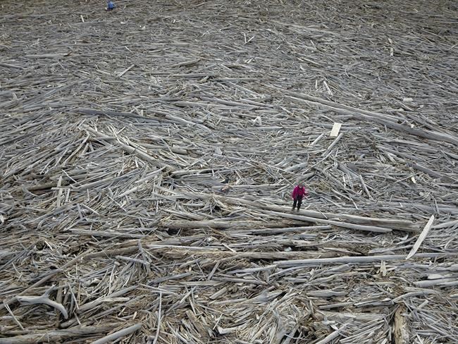 'Phenomenal' logjam in the Canadian Arctic stores millions of tonnes of carbon: study | iNFOnews.ca 'Phenomenal' logjam in the Canadian Arctic stores millions of tonnes of carbon: study | iNFOnews.ca