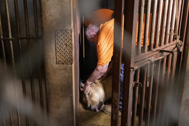 Lions, a bear and a camel say goodbye to Puerto Rico's zoo | iNFOnews.ca Lions, a bear and a camel say goodbye to Puerto Rico's zoo | iNFOnews.ca