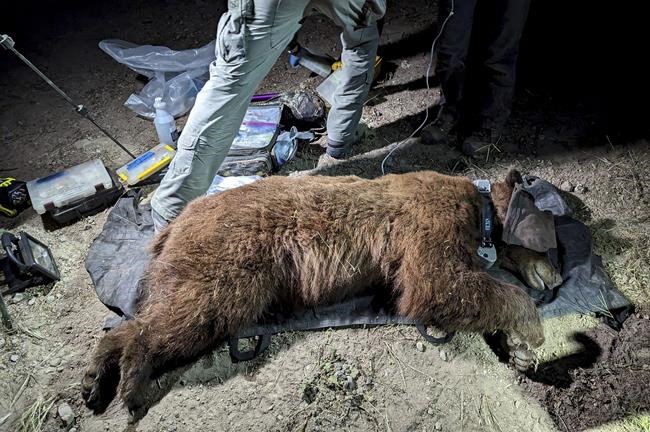 Researchers radio-collar 1st bear in mountains near LA | iNFOnews.ca Researchers radio-collar 1st bear in mountains near LA | iNFOnews.ca