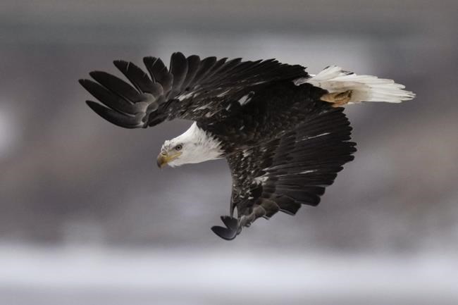 US seeks help to find out who shot 4 bald eagles in Arkansas | iNFOnews.ca