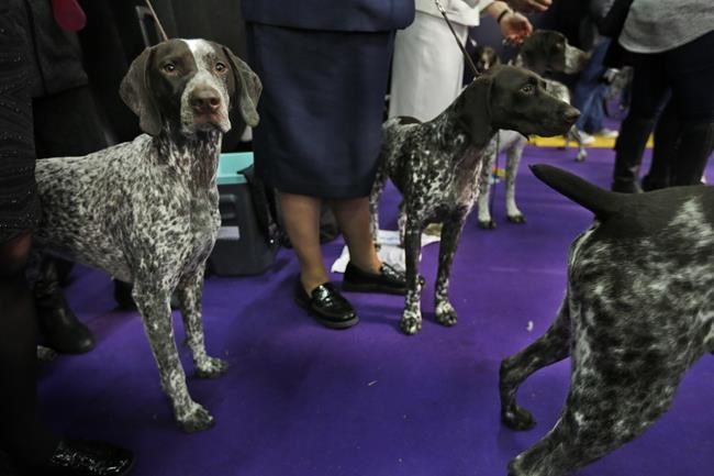 Dog Show 101: What's what at the Westminster Kennel Club | iNFOnews.ca Dog Show 101: What's what at the Westminster Kennel Club | iNFOnews.ca