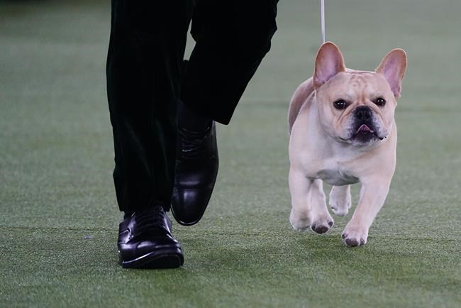 The Frenchie becomes a favorite - and a dog-show contender | iNFOnews.ca