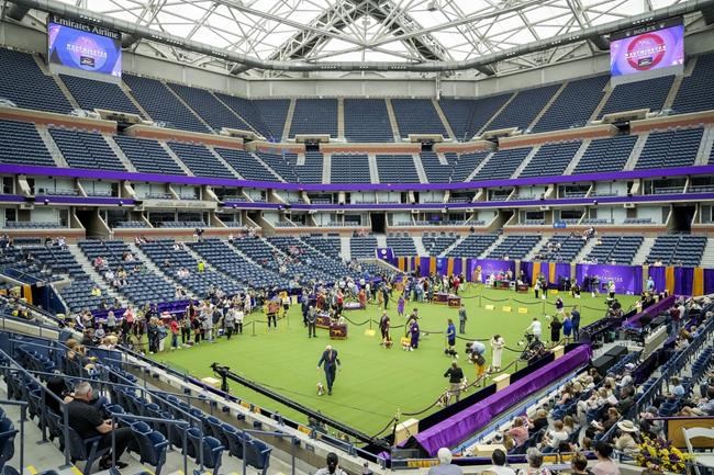 At this Westminster, King Charles is the spaniel sort | iNFOnews.ca