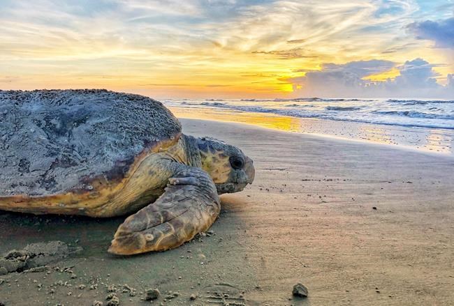 US agency plans deeper study of sea turtles, dredging threat | iNFOnews.ca