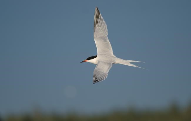 N.S. approves wind farm, but federal officials worry project would kill at-risk birds | iNFOnews.ca N.S. approves wind farm, but federal officials worry project would kill at-risk birds | iNFOnews.ca