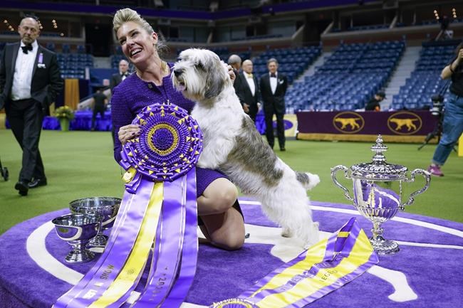 A 'PBGV' wins Westminster dog show, a first for the breed | iNFOnews.ca A 'PBGV' wins Westminster dog show, a first for the breed | iNFOnews.ca