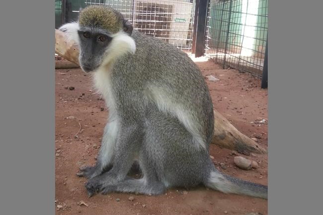 Fears over scores of zoo animals caught in Sudan crossfire | iNFOnews.ca