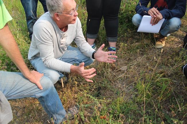 Big bug benefits: Alberta scientist releases guide identifying cow dung insects | iNFOnews.ca