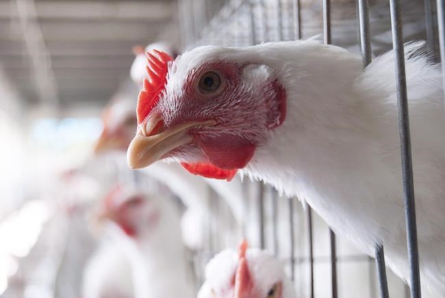 Quebec avian flu cases higher than expected as bird deaths near 1 million: expert | iNFOnews.ca