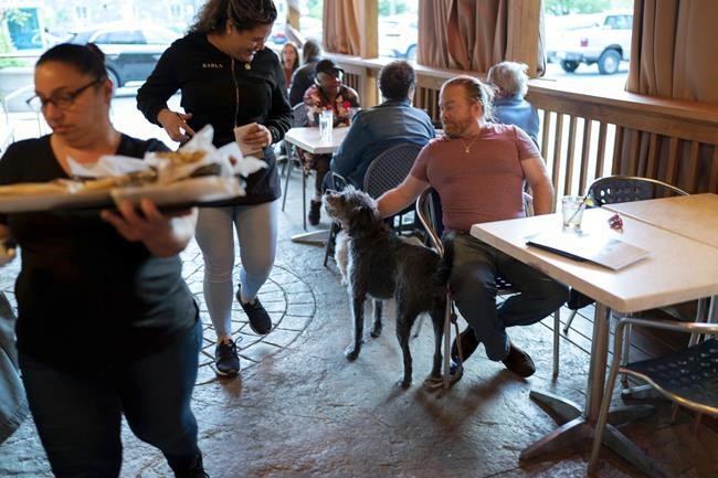 More dogs could show up in outdoor dining spaces. Not everyone is happy about it | iNFOnews.ca More dogs could show up in outdoor dining spaces. Not everyone is happy about it | iNFOnews.ca
