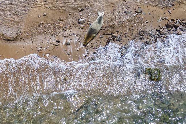 A rare, endangered seal named Yulia basks on Tel Aviv beach | iNFOnews.ca